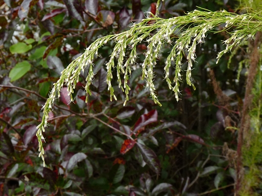 {Eupatorium capillifolium}